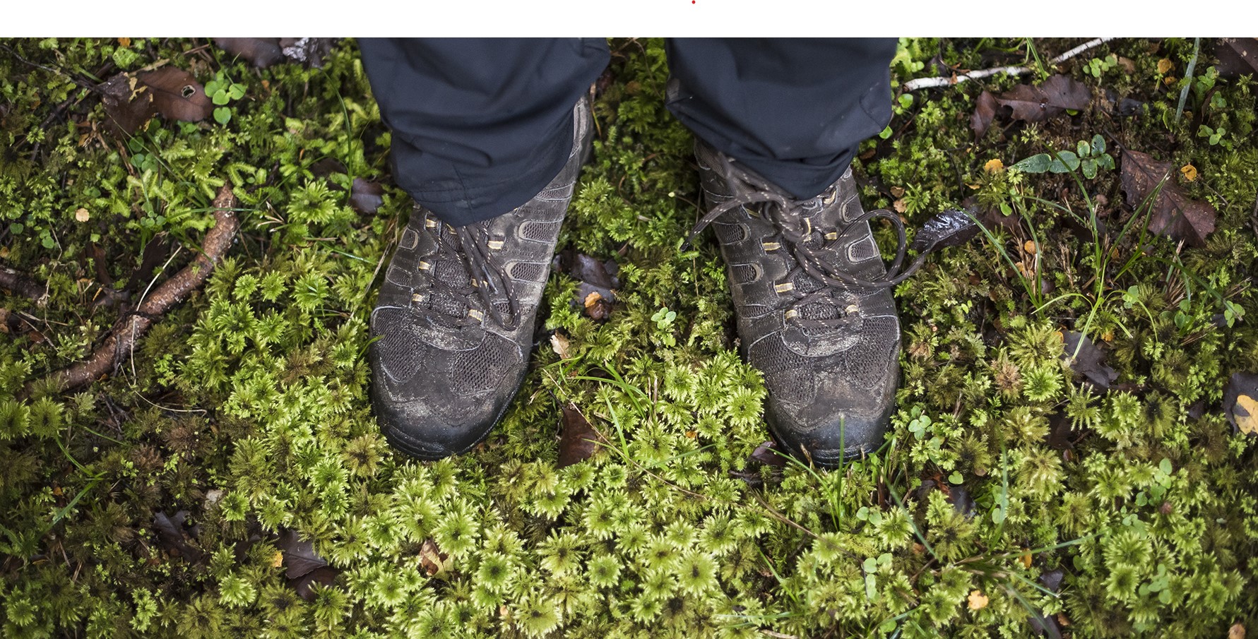 Looking down at tramping boots in native fauna