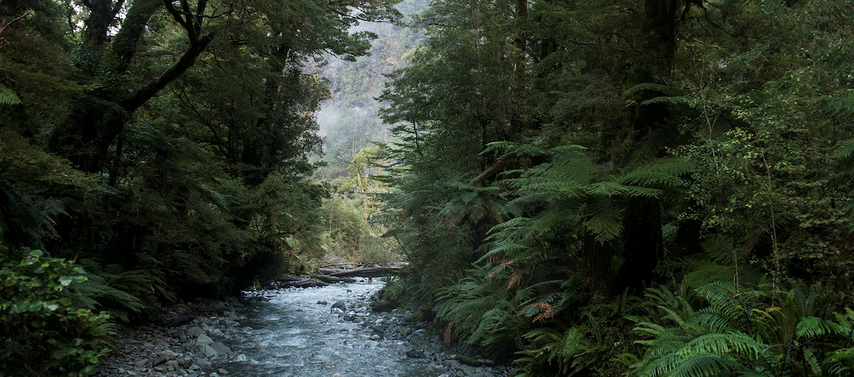 Gentle river flows through native bush