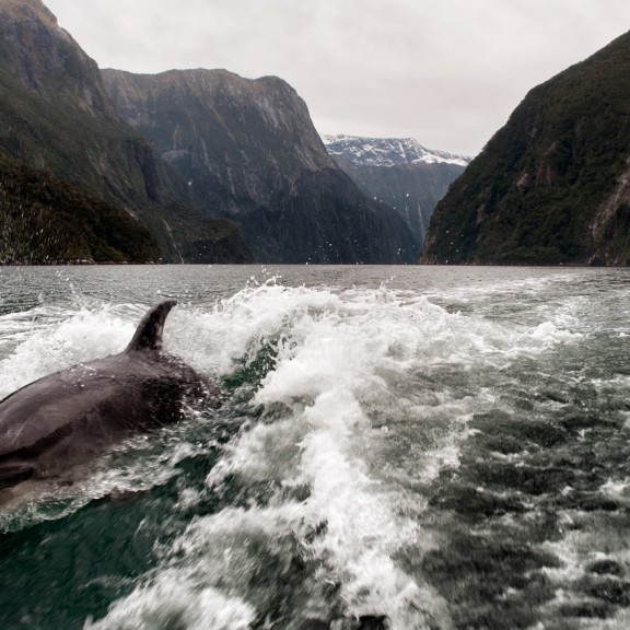 Dolphin swimming in milford sound