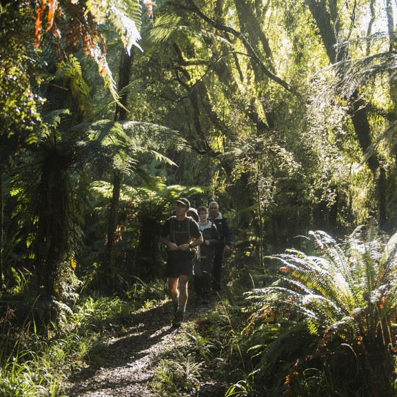 Sun shining into native bush from above