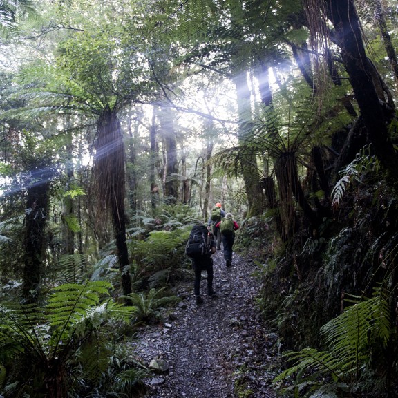 Group walking through forest trail