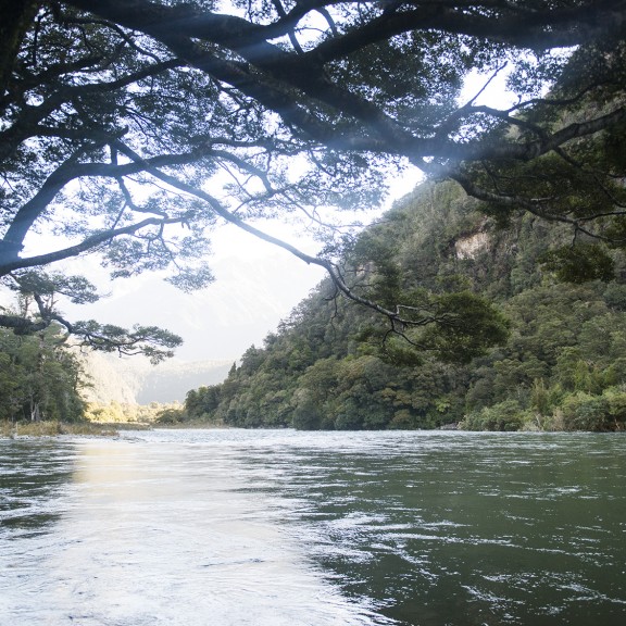 River view from under ancient trees