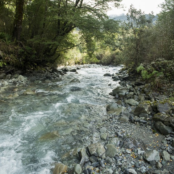 Pristine river flowing through native forest