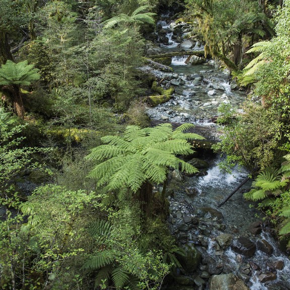 Ferns and river shown from above