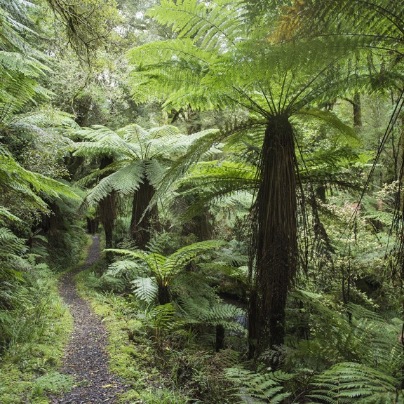 Track heading into dense native bush