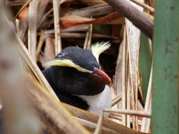 Fiordland Crested penguin