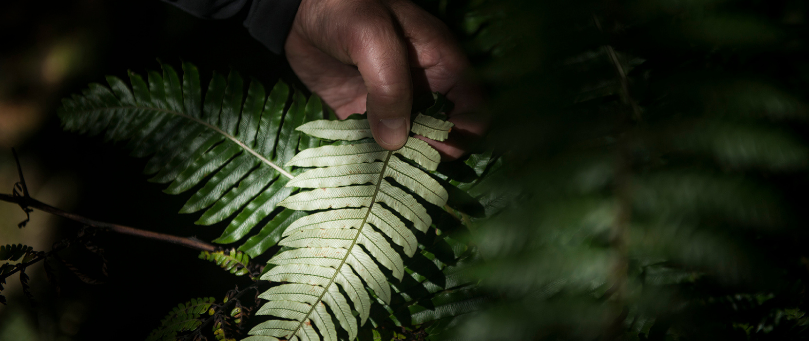 Underside of native fern