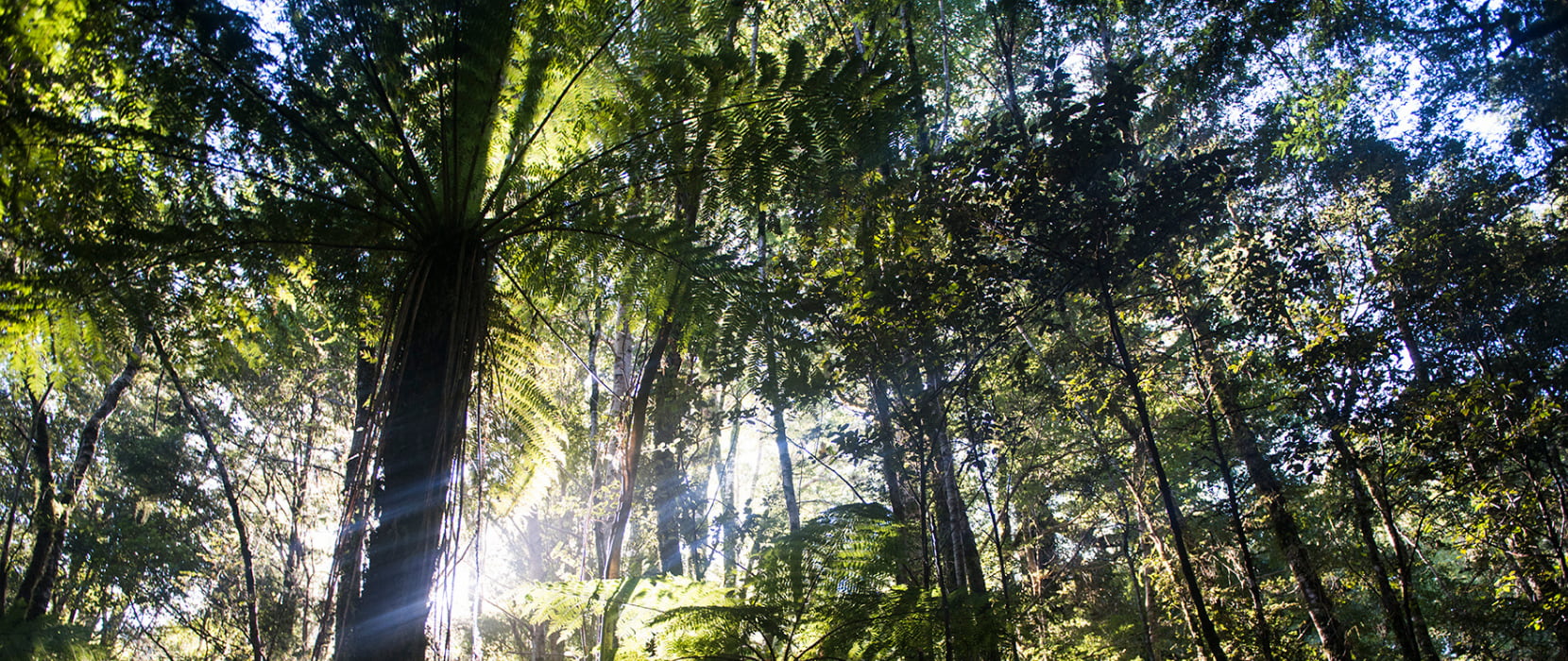 Sun coming through native trees