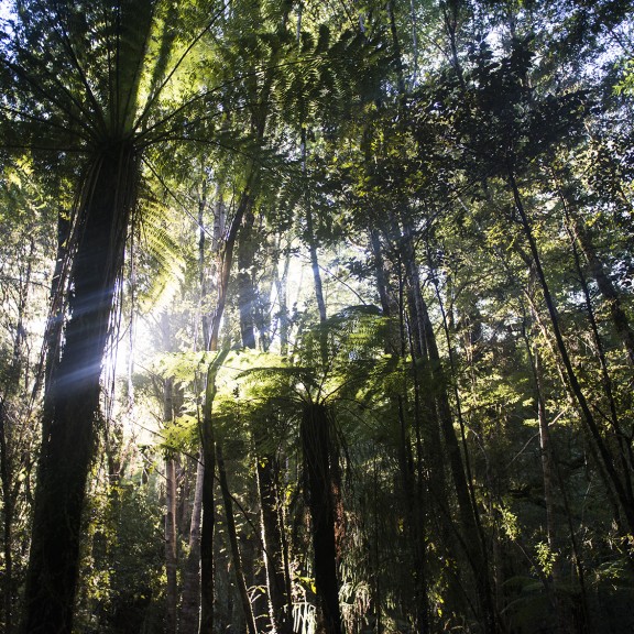 View of native forest