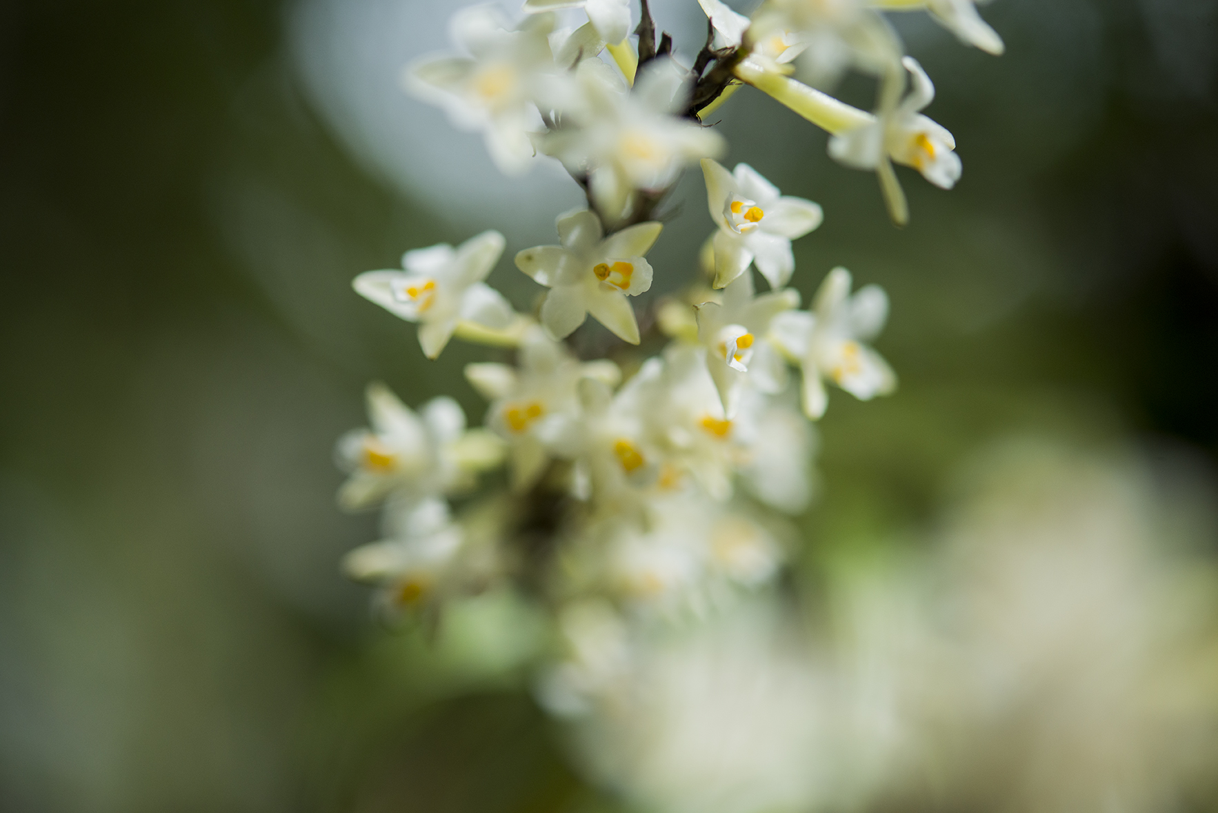 Close up of native flowers