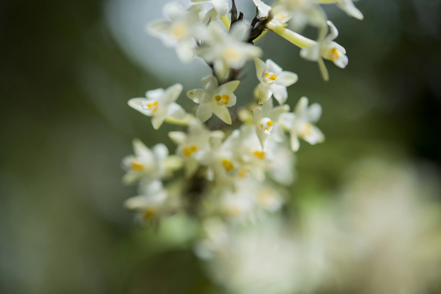 Close up of native flowers