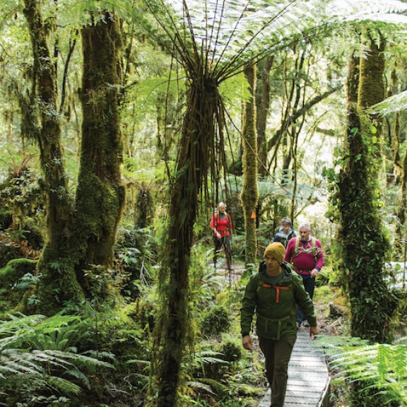 Group walking through native forest