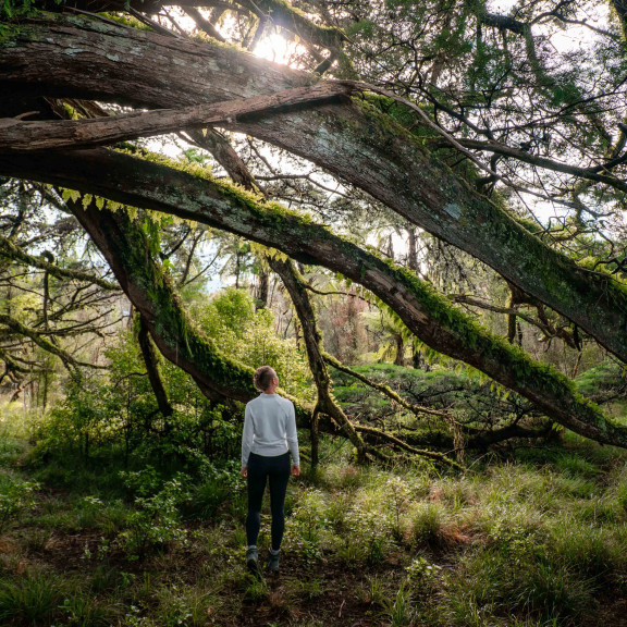 Waitai Lodge Fiordland Escape_Nature Walk